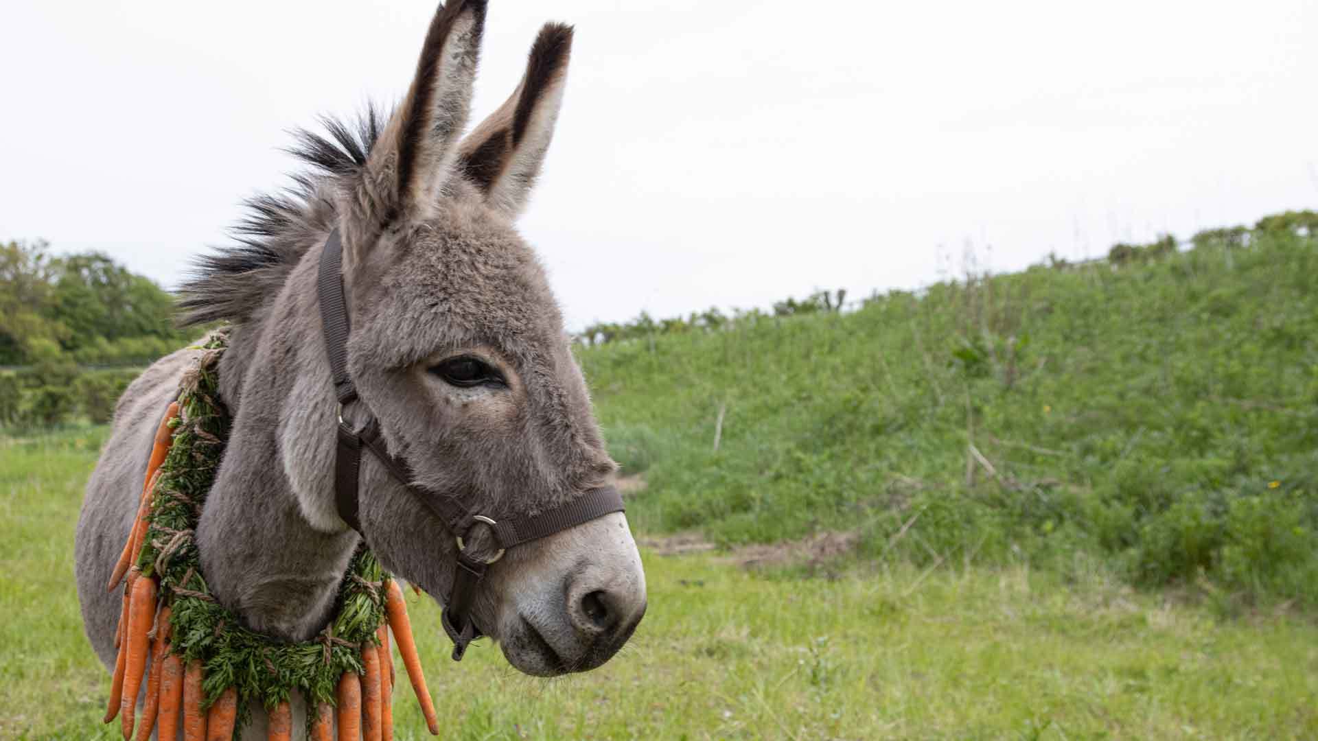 Watch EO Online Curzon Home Cinema watch-eo-online-curzon-home-cinema