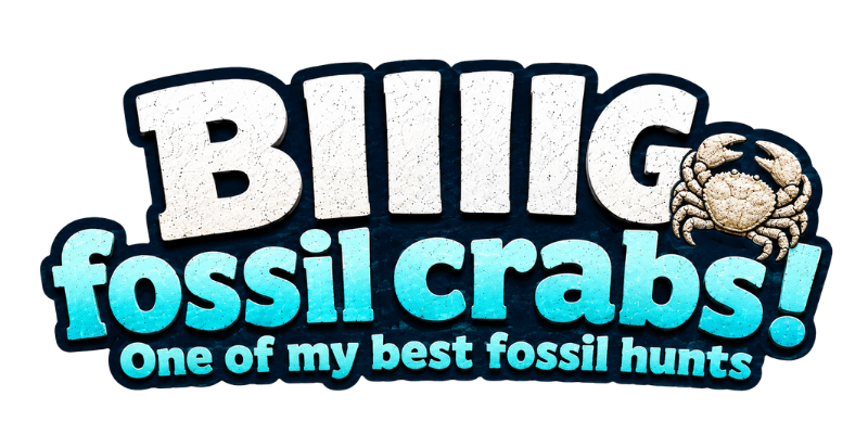BIIIIIG fossil crabs! One of my best fossil hunts
